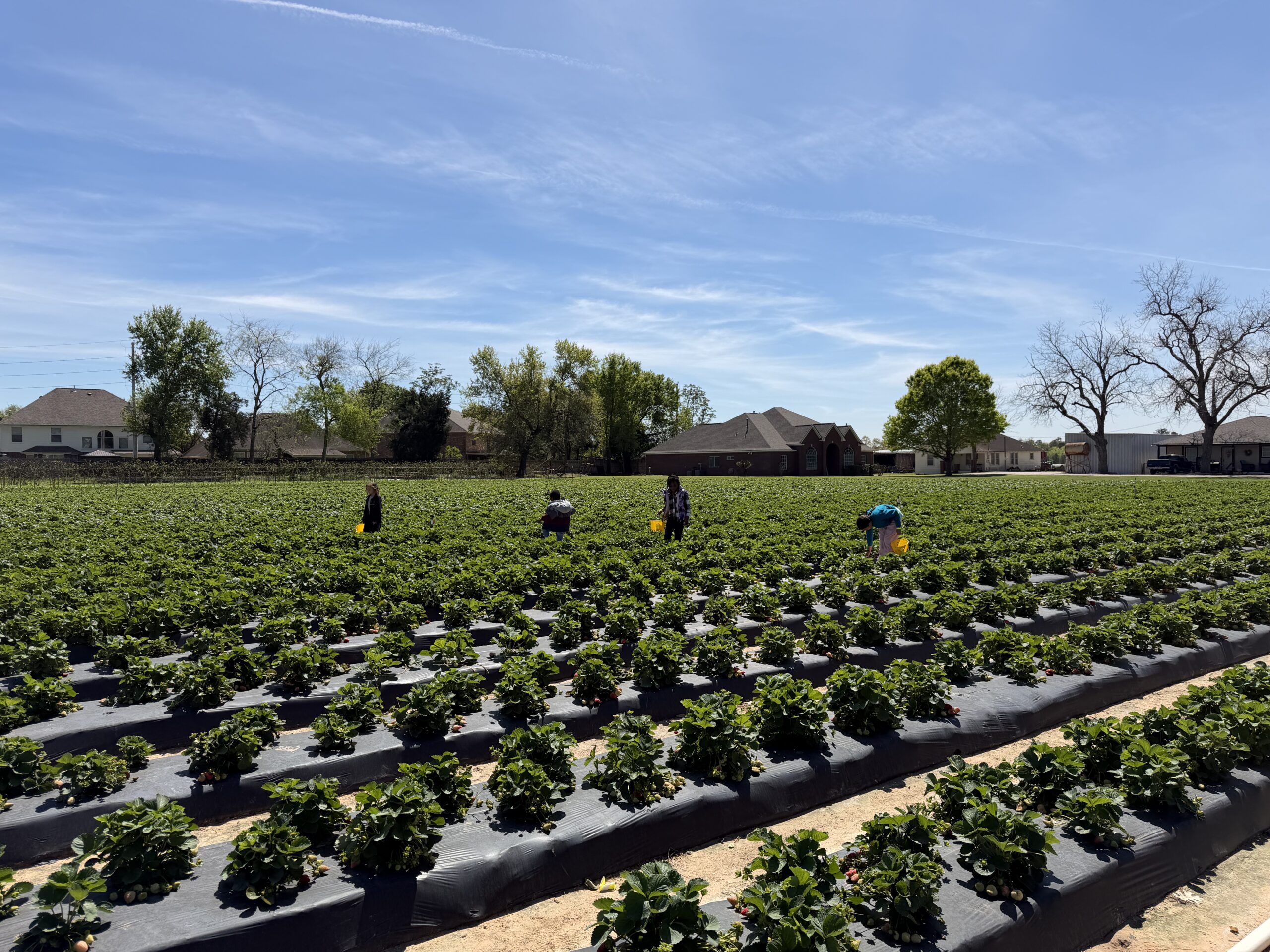 Strawberry Full Circle Experience: Harvest Day