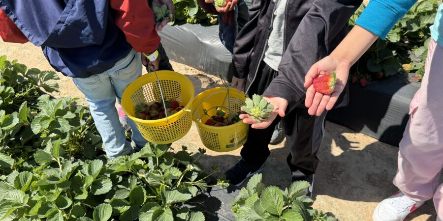 From Field to Table: A Full-Circle Strawberry Experience