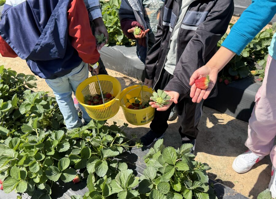 From Field to Table: A Full-Circle Strawberry Experience