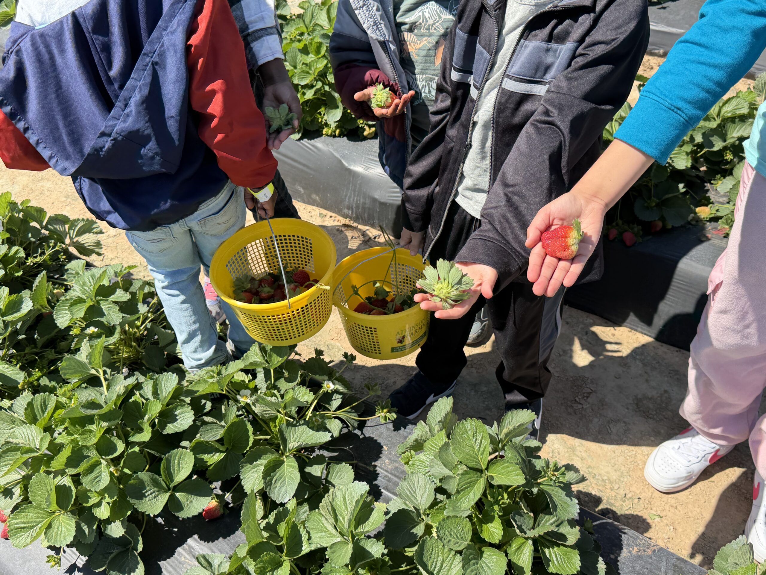 From Field to Table: A Full-Circle Strawberry Experience