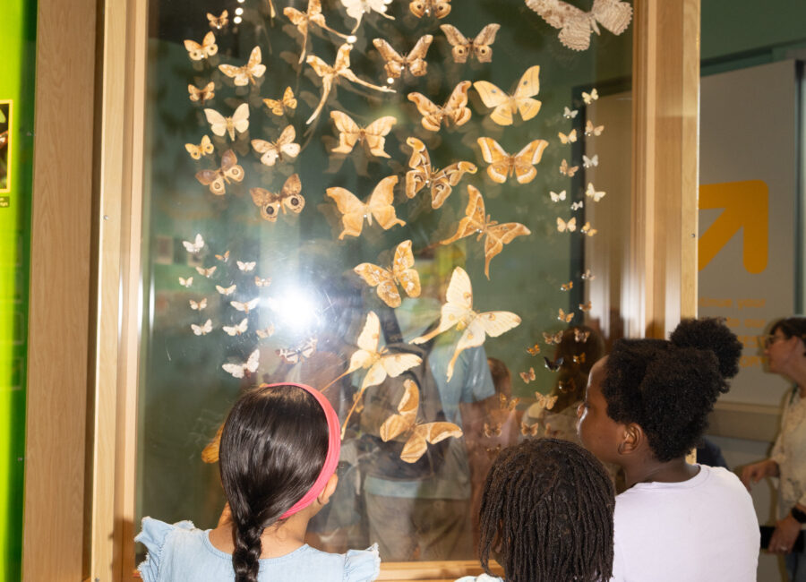 A World Alive with Wings: Exploring the Cockrell Butterfly Center