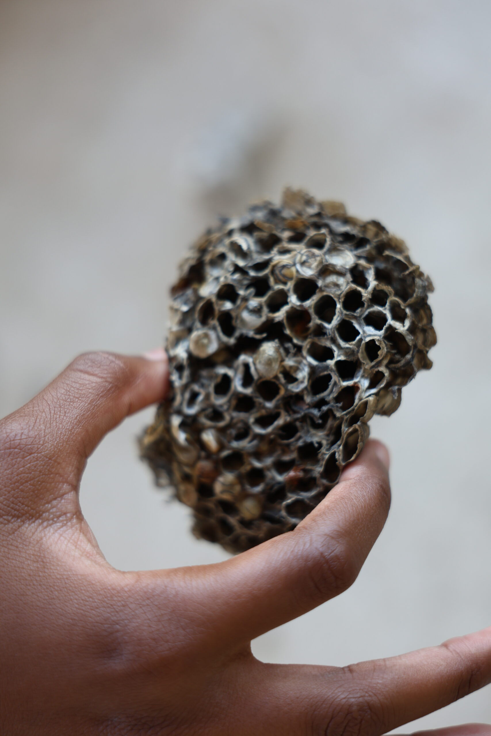 Wasp Wonders: Inside the Nest