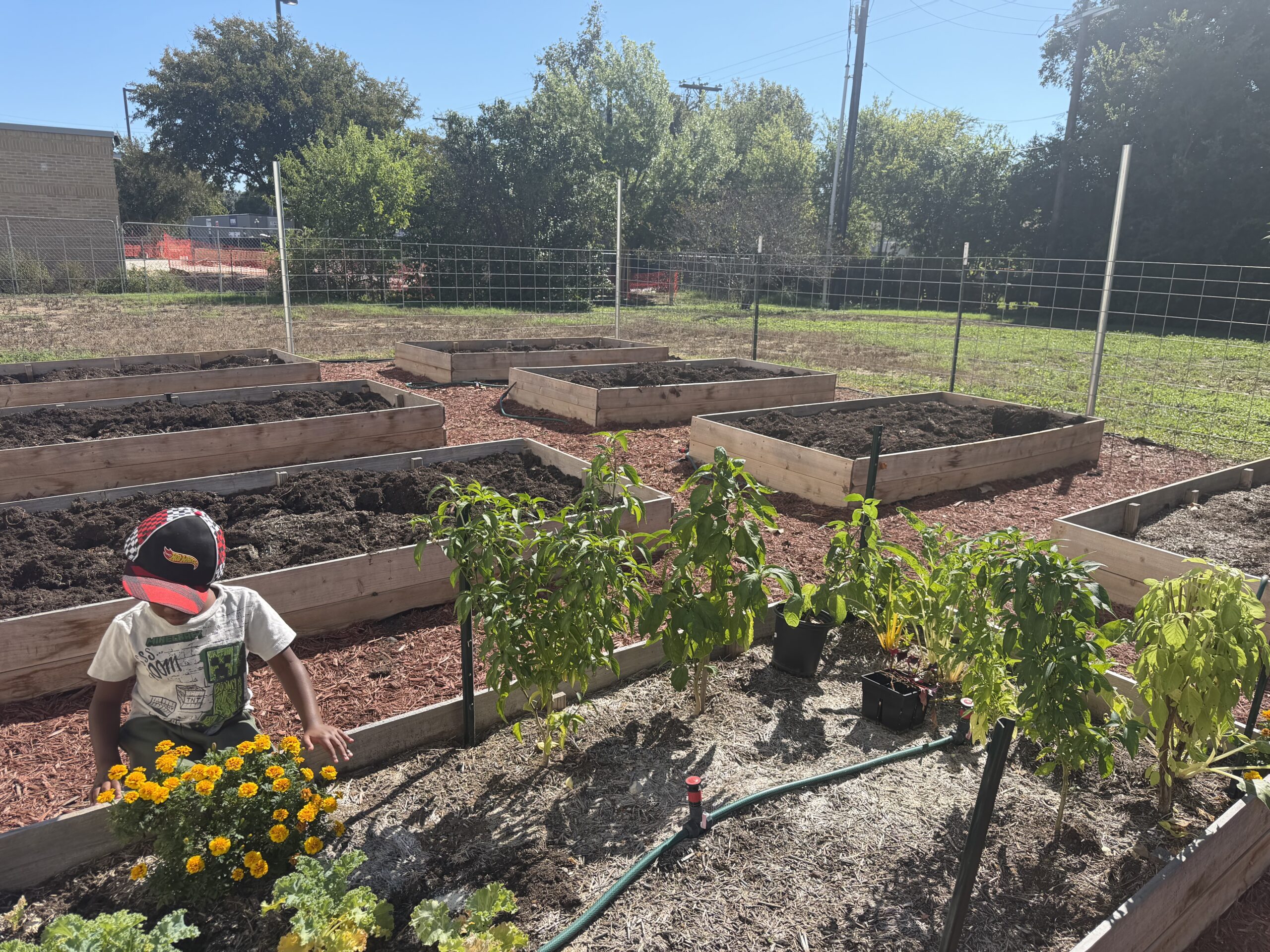 DHCG Partners with Classroom Crops: Growing Beyond the Garden